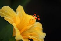 un muguet de Santorin Grèce gros plan
