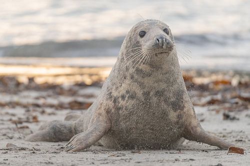 Maman est sur la plage