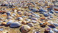 Shells North Sea beach as far as the eye can see.