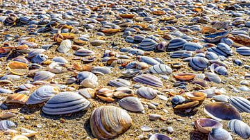 Plage de coquillages de la mer du Nord à perte de vue. sur John Duurkoop