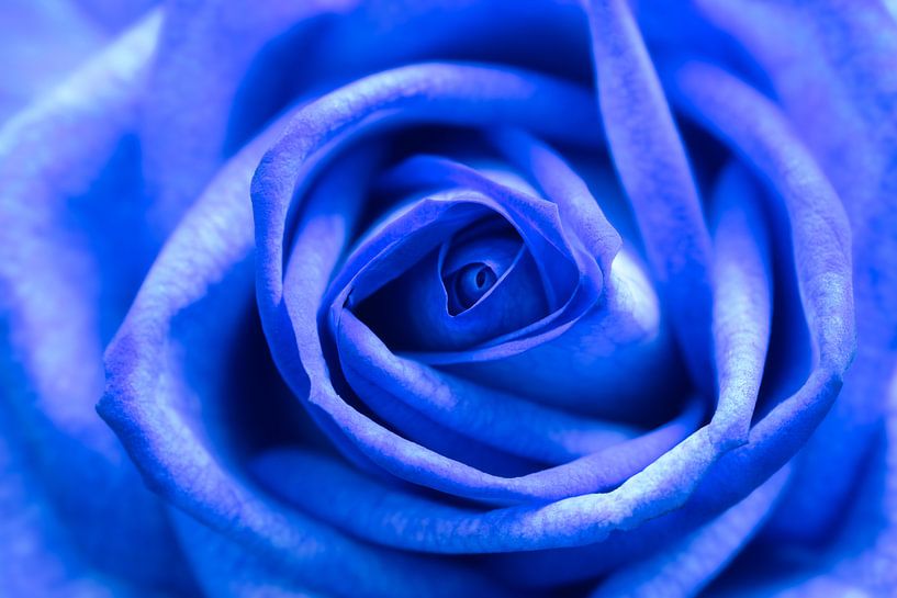 Artiest Fantasierijk erven Blauwe roos close-up. van Lorena Cirstea op canvas, behang en meer