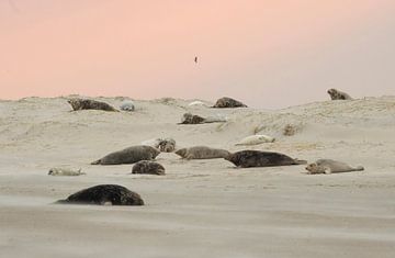 grijze zeehonden van Ruurd Jelle Van der leij