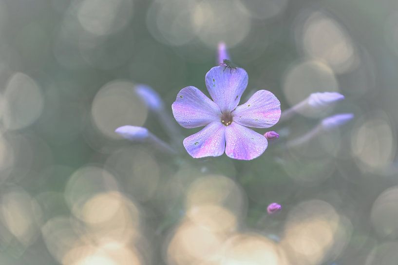 bloemen part 422 van Tania Perneel
