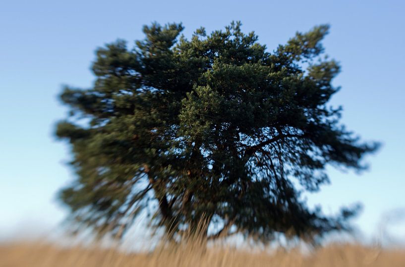 Boom  by joas wilzing