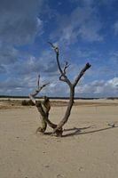 Boom in het zand van de Loonse en Drunense duinen in Brabant