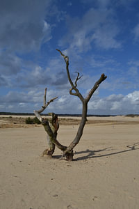 Boom in het zand van de Loonse en Drunense duinen in Brabant