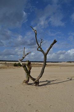 Boom in het zand van de Loonse en Drunense duinen in Brabant van tiny brok