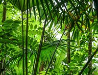 Into the jungle