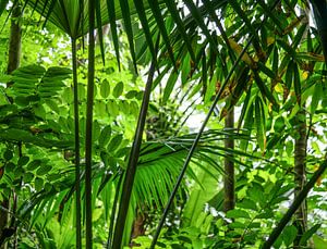 Dans la jungle