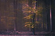happy tree van Stefan den Engelsen thumbnail