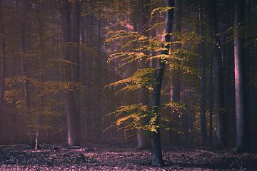 happy tree van Stefan den Engelsen