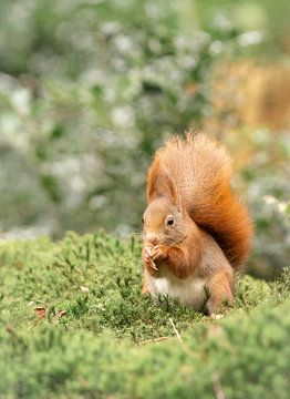 Snacking squirrel by Rosalie van der Bok
