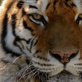 Close-up tijger van Marcel  van Rooijen