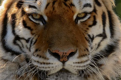 Close-up tijger van Marcel  van Rooijen