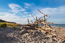 Boomstammen op het weststrand van Fischland-Darß
