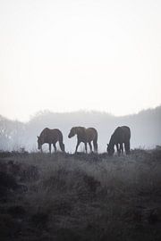 Drei Pferde in einer Reihe von Thijs Pausma