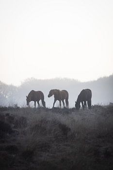 Trois chevaux d'affilée