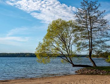 Landschap van het Nationaal Park Müritz in het Mecklenburgse merengebied in Duitsland van Animaflora PicsStock