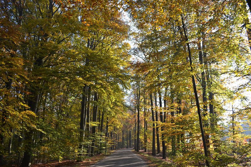 Forest by Yannick Wemmenhove