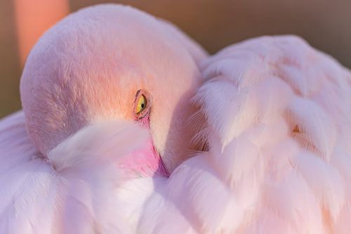 Hidden gaze in pink - Great Flamingo by Triki Photography