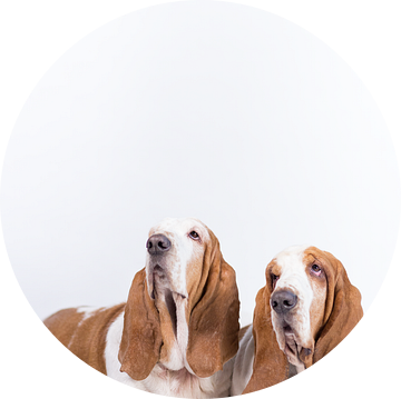 Bassethonden Otis en Bibi van Janine Bekker Photography