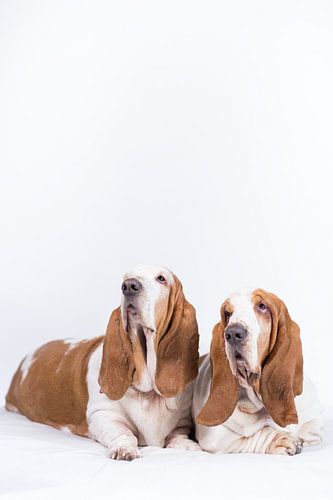 Bassethonden Otis en Bibi