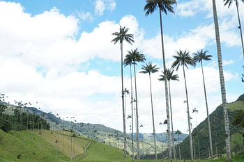 Palmiers-guêpes de Colombie