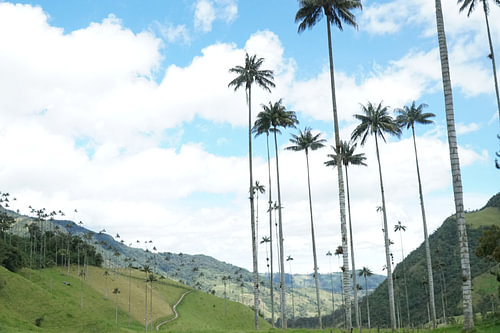 Waspalms, Colombia
