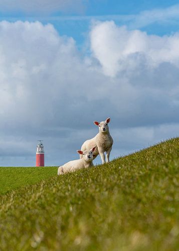 lammetjes bij de vuurtoren Texel