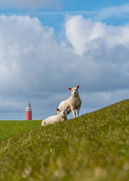 Lämmer am Leuchtturm von Texel von Texel360Fotografie Richard Heerschap