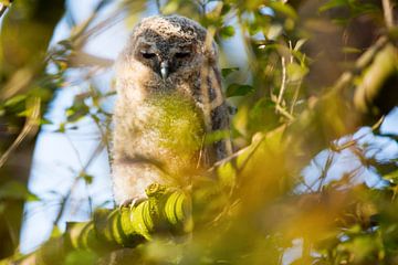 Bosuiltje in de boom