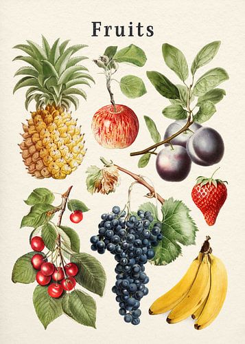 Collection de fruits sur Gal Design