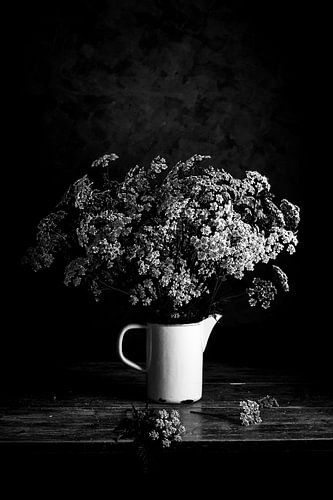 Fluitekruid zwart wit