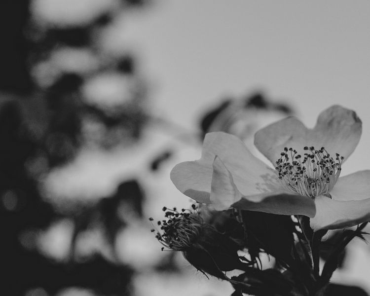 Schwarz-weißes Blumenfoto von Crystal Clear