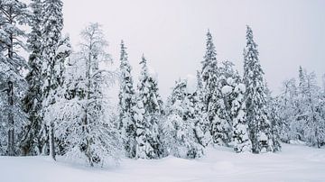 Dennenbos in de sneeuw, Finland van Rietje Bulthuis