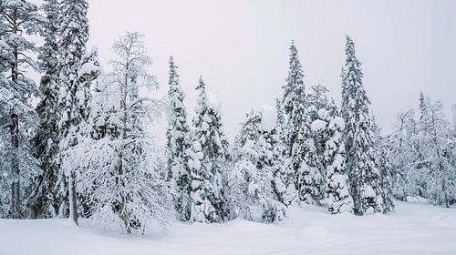 Dennenbos in de sneeuw, Finland