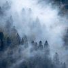 Mist II van Sam Mannaerts