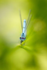 Blauw in groen