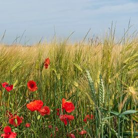 Zomer! sur Evelien Heuts-Flachs