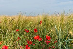 Mohnblumen