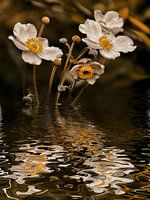 Autumn water -  anemone japonica
