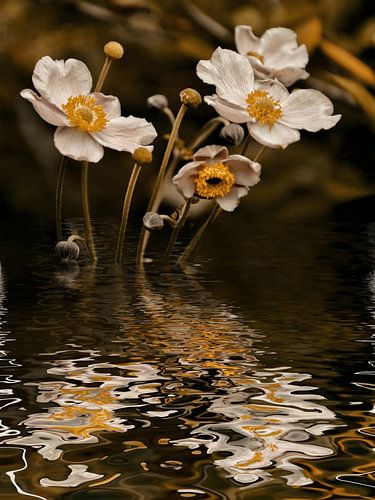Herbstwasser - Herbstanemone