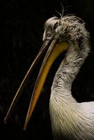 Pelecanus crispus