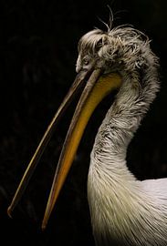 Pelecanus crispus von Wouter Van der Zwan