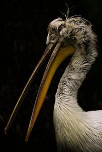 Pelecanus crispus