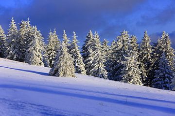 Schneebäume auf dem Feldberg von Patrick Lohmüller
