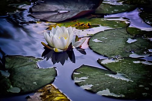 Wilde Waterlelie Landschap