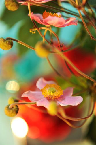 Japanse anemoon bloemen