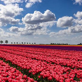Flowering tulip fields in the Groningen countryside by Gert Hilbink