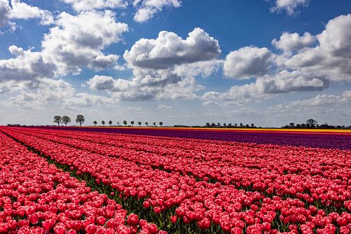 Bloeiende tulpenvelden in het Groninger land